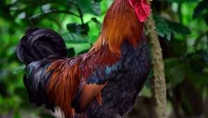 一群雞站成一排圖片搞笑（一群雞圖片卡通）