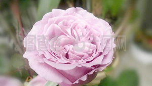 月季品種圖鑒app(月季課件app)