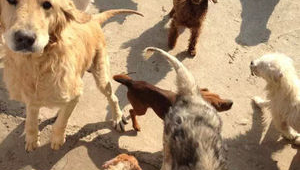 武漢落雁島流浪狗救助站電話號碼(流浪狗狗救助中心)