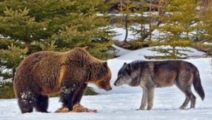 灰熊 森林狼(灰熊人員)