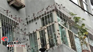 一群麻雀叫（一群麻雀進屋是什么兆頭）