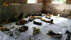 德陽動物救助站群號是多少（德陽市流浪動物救助中心電話）