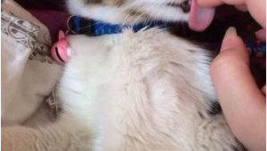 武漢貓網救助站（寵物救助站武漢）