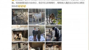 青島流浪寵物救助站（青島劉姐流浪狗救助）