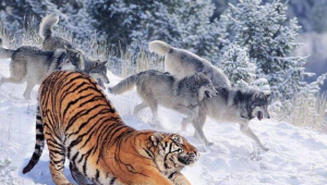 猛虎下山的下一句（猛虎下山求下聯(lián)）