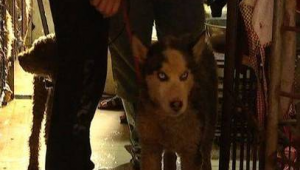 南寧流浪狗救助中心(南寧流浪狗救助站聯系方式)