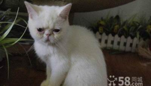 長沙寵物救助中心（長沙寵物救助站領養寵物）