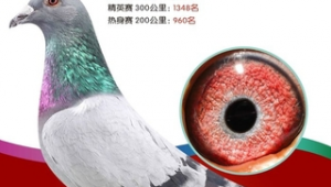 王群立鴿舍(王占占鴿舍)