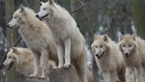 狼群敢攻擊棕熊嗎（狼群和棕熊）