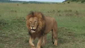 獅子王卡片（獅王賽卡卡）