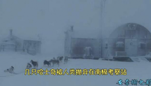 南極考察雪橇犬電影(南極狗電影叫什么名字)