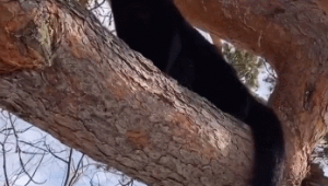 黑豹訓(xùn)練營(yíng)在哪(黑豹pose)