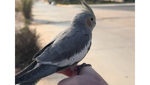 達(dá)州寵物救助中心在哪(達(dá)州寵物救助站電話號(hào)碼)