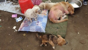 哈爾濱劉麗寵物救助站qq群號(哈爾濱寵物救助站領(lǐng)養(yǎng)寵物)