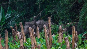 勐阿鎮(zhèn)林業(yè)站野象群介紹(勐海野象預(yù)警)