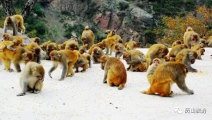 一群猴子站一隊圖片(一群猴子排成一圈)